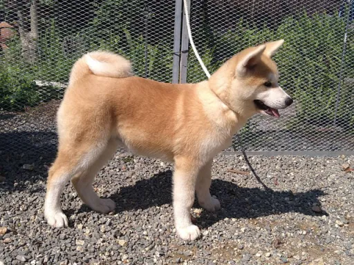 秋田犬のサムネイル画像2