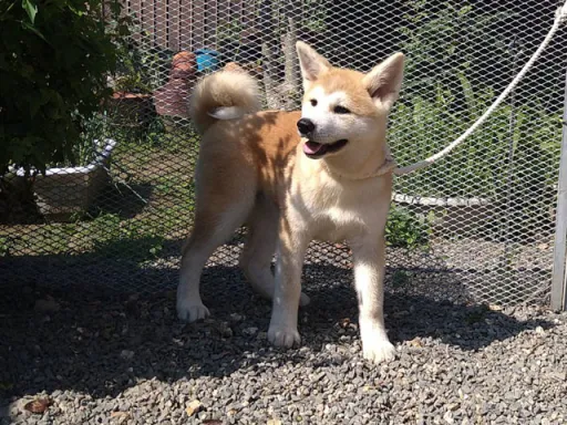 秋田犬のサムネイル画像3