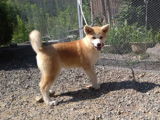 秋田犬のサムネイル画像4