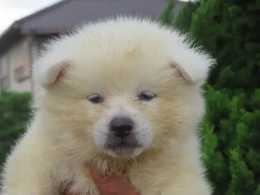 秋田犬の子犬販売