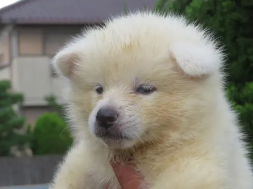秋田犬のサムネイル画像2
