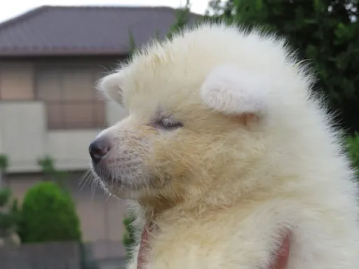 秋田犬のサムネイル画像3
