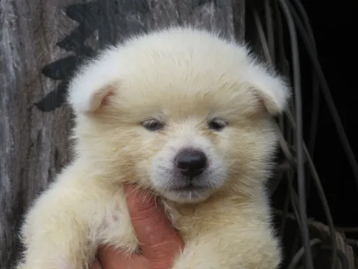 秋田犬のサムネイル画像4