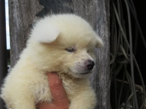 秋田犬のサムネイル画像5