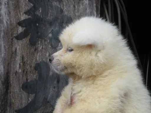 秋田犬のサムネイル画像6