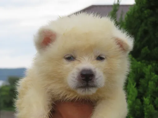 秋田犬のサムネイル画像1