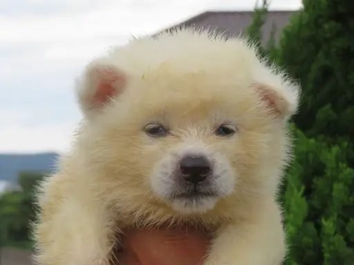 秋田犬の子犬販売