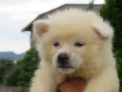 秋田犬のサムネイル画像2