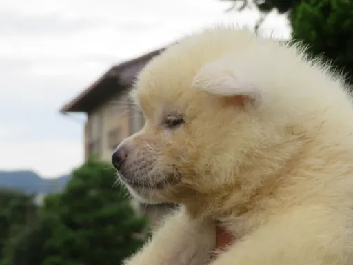 秋田犬のサムネイル画像3