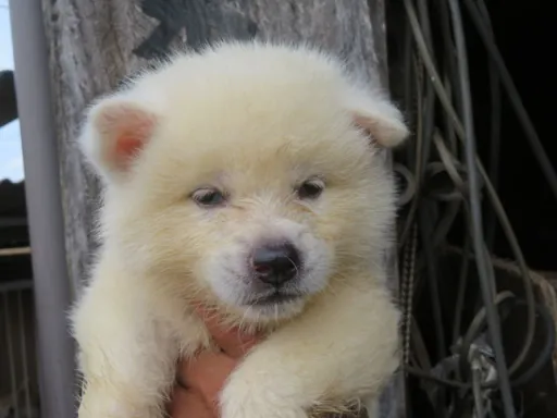 秋田犬のサムネイル画像4