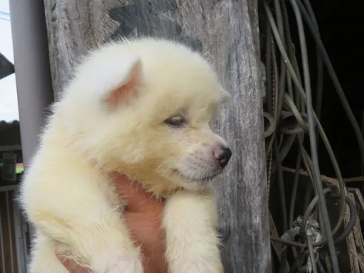 秋田犬のサムネイル画像5