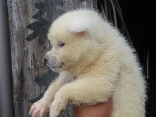 秋田犬のサムネイル画像6