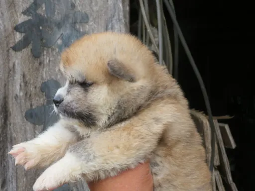 秋田犬のサムネイル画像1