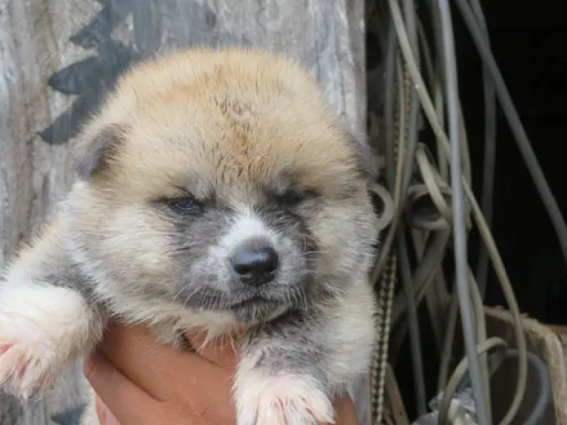 秋田犬のサムネイル画像3