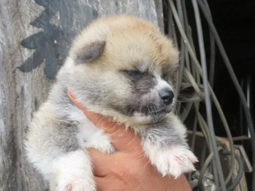 秋田犬のサムネイル画像4