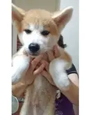 秋田犬