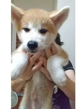 秋田犬の子犬販売