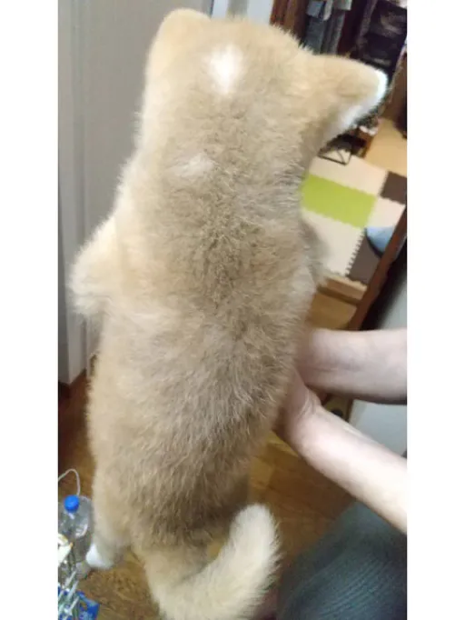 秋田犬のサムネイル画像2