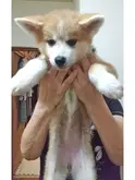 秋田犬