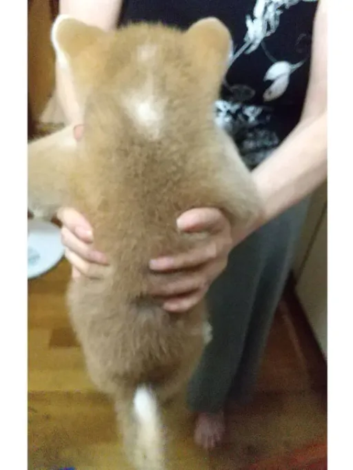 秋田犬のサムネイル画像2