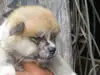 秋田犬のサムネイル画像2