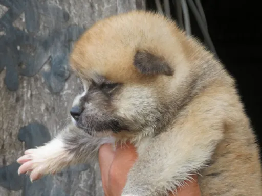 秋田犬のサムネイル画像3