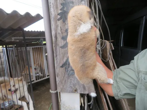 秋田犬のサムネイル画像4