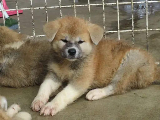 秋田犬の子犬販売