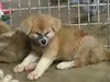 秋田犬のサムネイル画像2