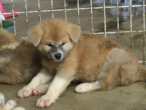 秋田犬の拡大画像