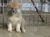 秋田犬のサムネイル画像3