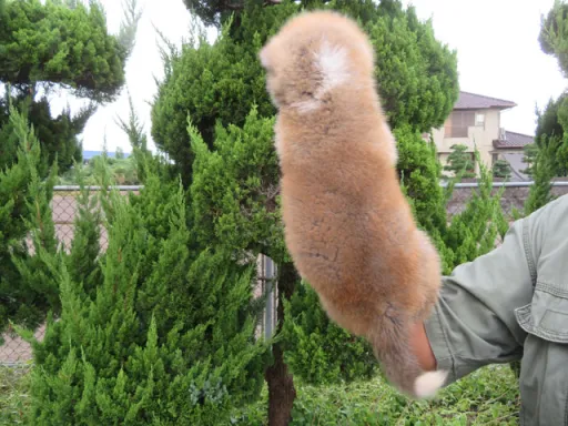 秋田犬のサムネイル画像4