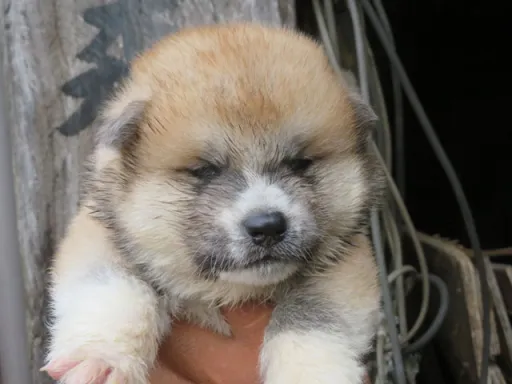 秋田犬のサムネイル画像1