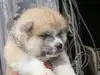 秋田犬のサムネイル画像2