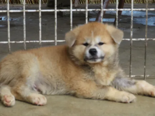 秋田犬のサムネイル画像1