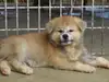 秋田犬のサムネイル画像1