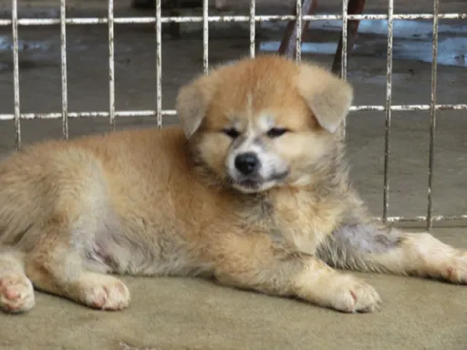 秋田犬のサムネイル画像2