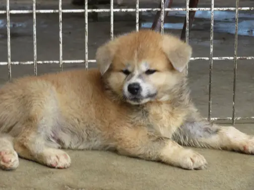 秋田犬の拡大画像