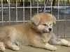 秋田犬のサムネイル画像3