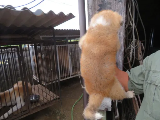 秋田犬のサムネイル画像4