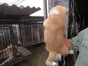 秋田犬のサムネイル画像4