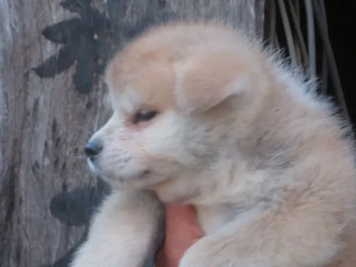 秋田犬のサムネイル画像2