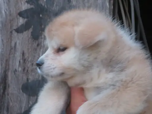 秋田犬の拡大画像