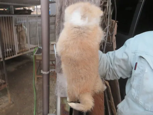 秋田犬のサムネイル画像3