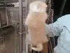 秋田犬のサムネイル画像3