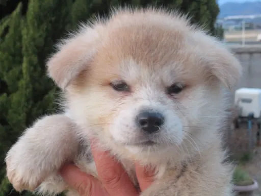 秋田犬のサムネイル画像4