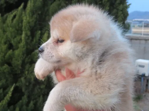 秋田犬のサムネイル画像5