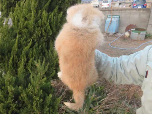 秋田犬のサムネイル画像6