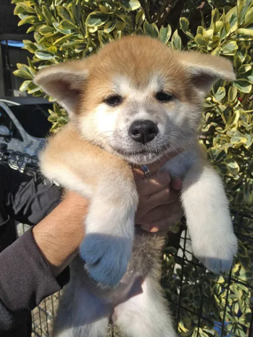 秋田犬のサムネイル画像2