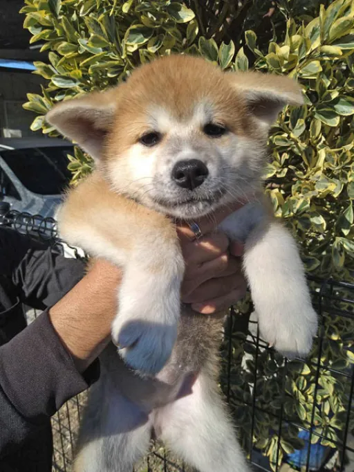 秋田犬のサムネイル画像3